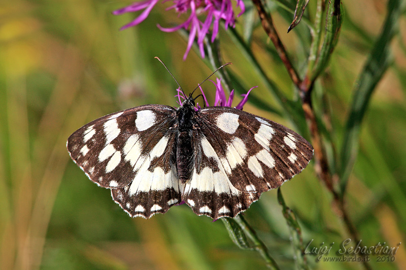 Melanargia galatea